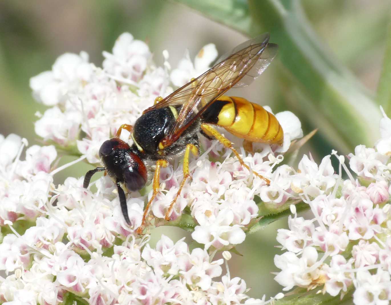 Philanthus triangulum diadema ♀ (Crabronidae)